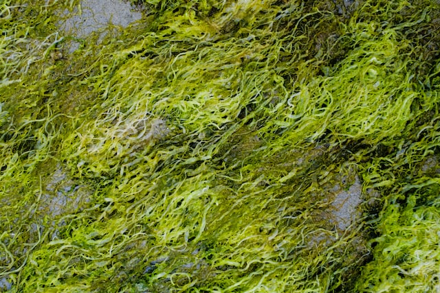 algae focus photo