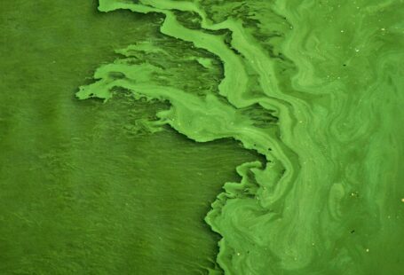 algae in the water