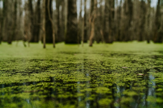 algae photo above the water