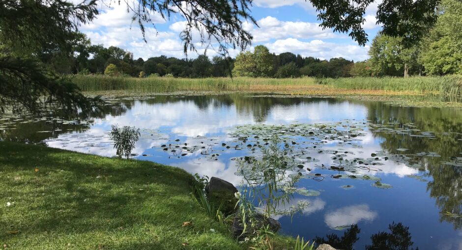 beautiful pond