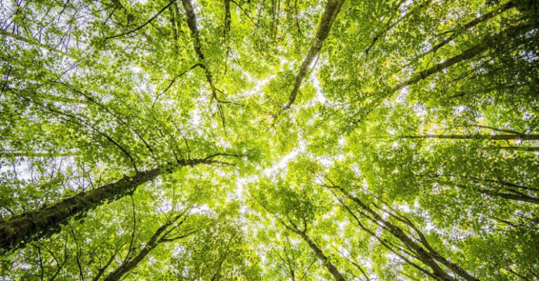 Trees - Worms Eyeview of Green Trees