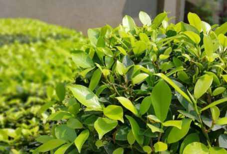 Shrubs - Green Leaf Plant