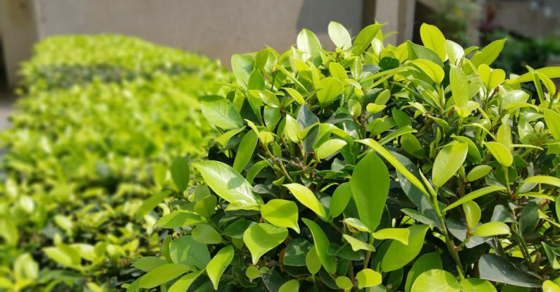 Shrubs - Green Leaf Plant