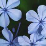 Night-Blooming Flowers - Cape Leadwort Flower Wallpaper