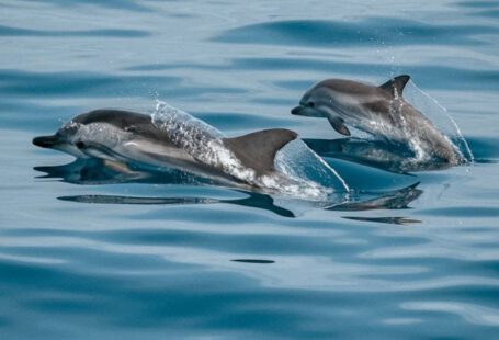 Saltwater Pools - Dolphins Jumping Out from Ocean