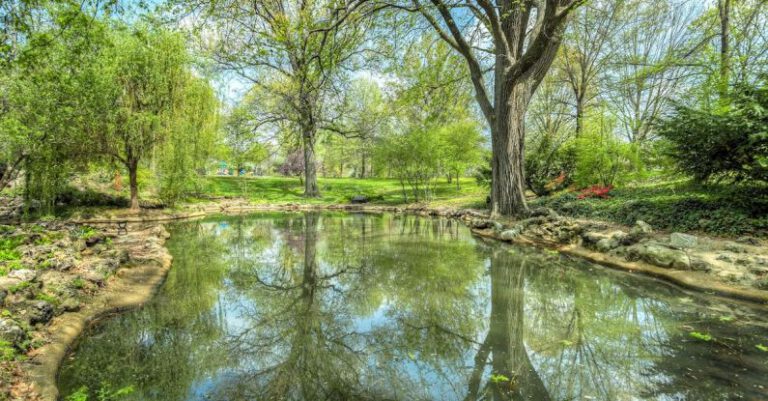 Pond - Green Leafed Tree Near River