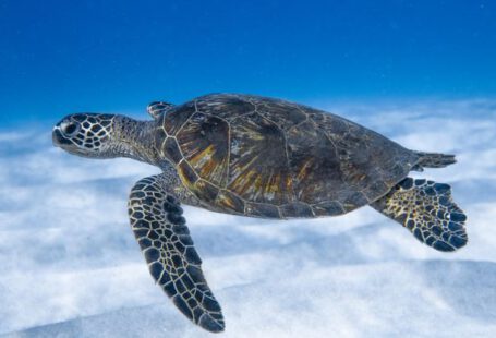 Ecosystems - Big aquatic turtle swimming in blue sea