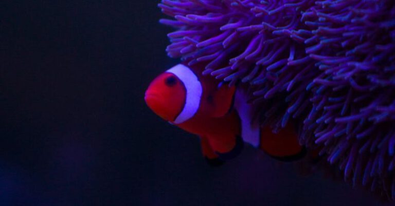 Fish Species - Closeup full frame of violet textured sea anemone and orange and white clown fish