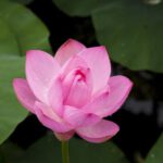 Pond Plants - Pink Lotus Flower in Bloom Close-up Photography