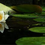 Pond - White Flower On Body Of Water