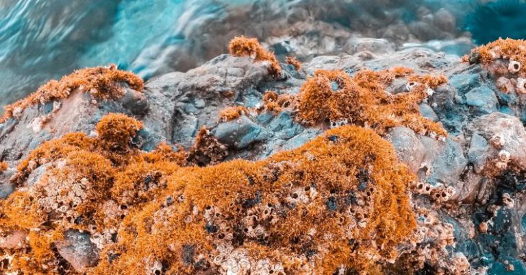 Algae - Beige Algae on Brown Rock Formation Near Body of Water