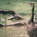 Pond Size - Emu against pond and lawn in daylight