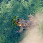 Pond Liners - A frog is swimming in a pond with green plants