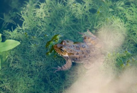 Pond Liners - A frog is swimming in a pond with green plants