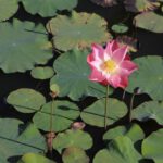 Prefab Pond Kits - pinki lotus in swamp