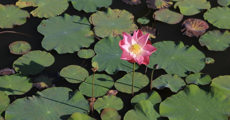 Prefab Pond Kits - pinki lotus in swamp